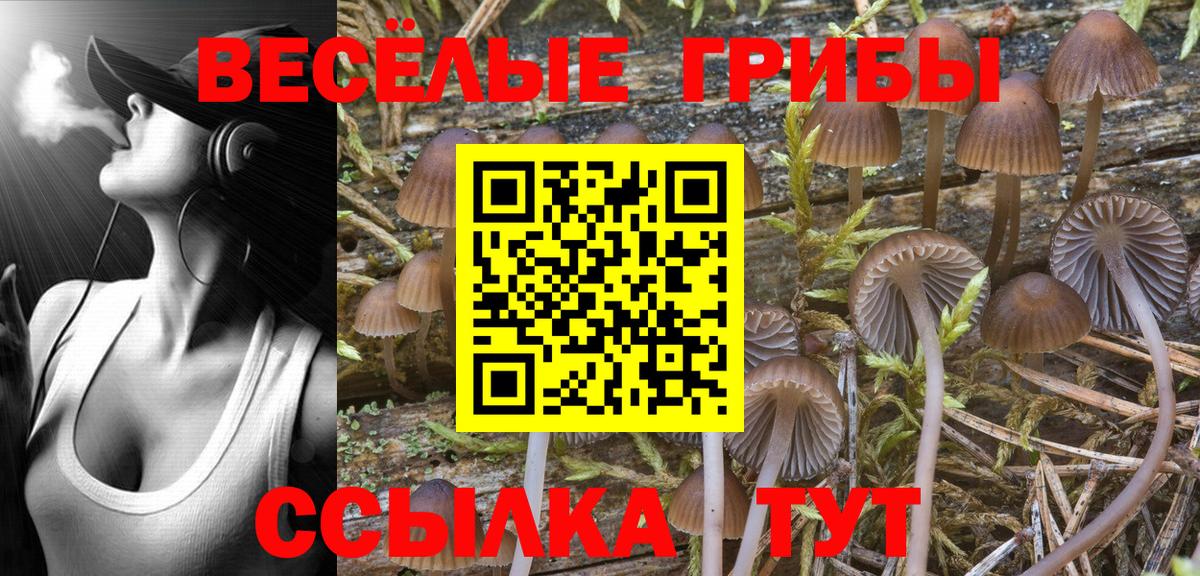 Галлюциногенные грибы GOLDEN TEACHER Луга